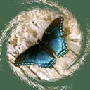 butterfly avatar