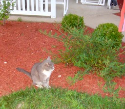 One of the resident cats next to the gazebo