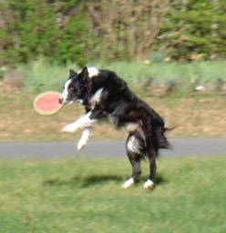 Catching it!