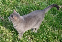 Leia was outside, watching carefully