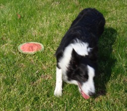 Just dropped the frisbee and moving away for another throw