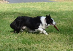 Bringing the frisbee back