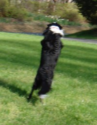 Caught the frisbee looking away from the camera!