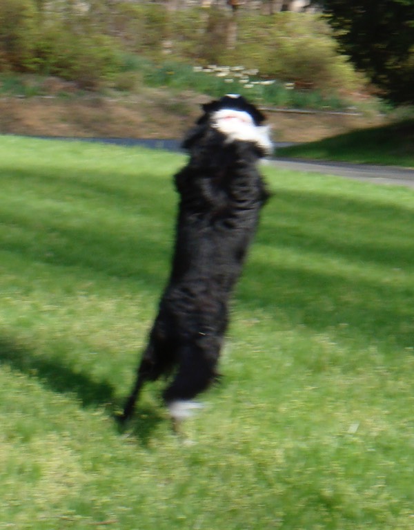 Caught the frisbee looking away from the camera!