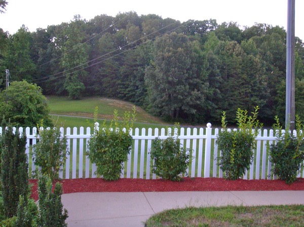 View from garden