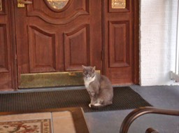 The first cat waiting to go inside